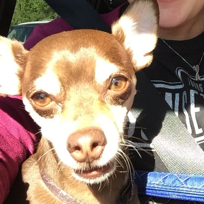 My name is Yoshi. I am a trihuahua/tripaw'd. Almost 12 years old. Part time model/full time mom watcher.