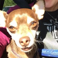 A Sassy Chihuahua(@ASassyChihuahua) 's Twitter Profile Photo