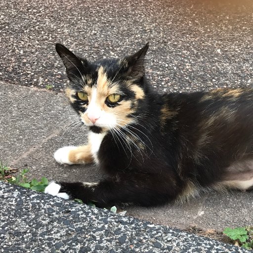 Hey Folks  I am Miez the Cat, I am a colored white socks lady.

At the moment I am pregnant and will show you my babies when they are born