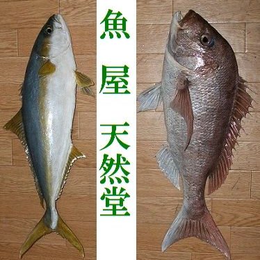 魚剥製　あまご2匹セット 魚剥製天然2種セット