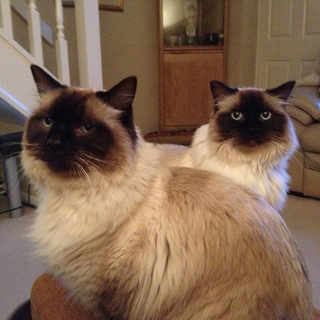 calliemund's profile picture. We are 2 raggies, (that's Ragdoll Cats) Barney and Callie living the high life in Country retreat, chillin out in Bucks. We love our pals all over the world!