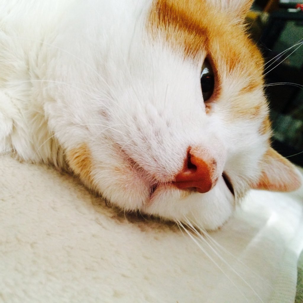 猫山めざし🦭療養中さんのプロフィール画像
