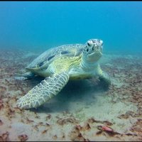 Sea Turtle (@blueturtlesea) 's Twitter Profile