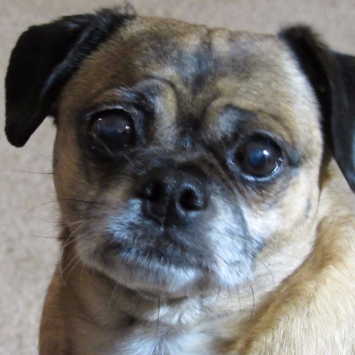 I'm a 12 year old pug with a wonderful life. Follow me on Instagram! https://t.co/er3lg6U1g7