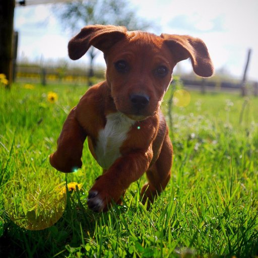 We organizes various events for all ages like pet therapy, pet meet, pet fun and frolic and so many like these were people come together to calm their souls.