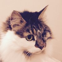 Matthewせいじ (@matthewseiji) 's Twitter Profile Photo Matthewせいじ (@matthewseiji) 's Twitter Profile Photo