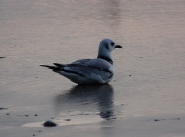 Bird sightings and more from South West Wales and the great outdoors