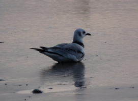 SW Wales Birds