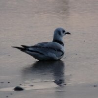 SW Wales Birds (@walesbirds) Twitter profile photo