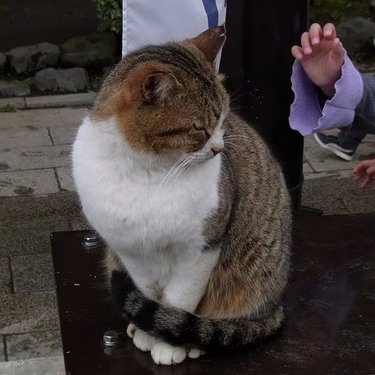 のらねこ！冬コミ新刊小型PC本配信中さんのプロフィール画像