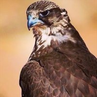 الهاجريه🌸 (@mkxxe) 's Twitter Profile