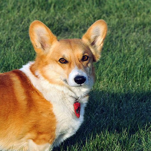 NationCorgi's profile picture. im a corgi.