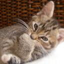 Daisy milligan - @xxKittensxx - Twitter