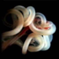 KurpiosLab (@kurpioslab) 's Twitter Profile
