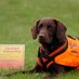 Ripley (@ripleyschooldog) Twitter profile photo Ripley (@ripleyschooldog) Twitter profile photo