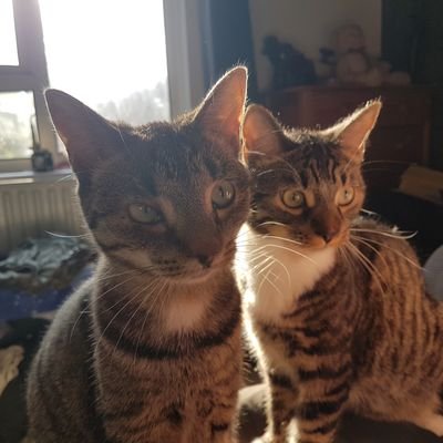 LisaJ_72's profile picture. I still call Australia home.