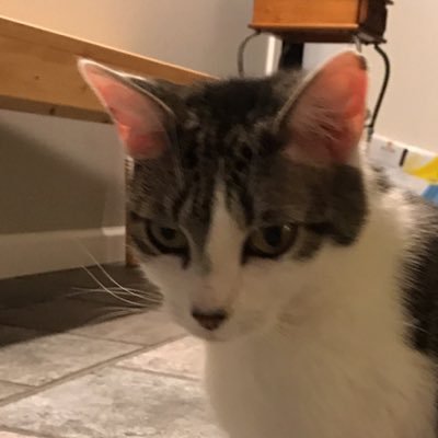 greycat (@gc_greycat) | Twitter