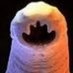 Paul (@intestinalworm) Twitter profile photo Paul (@intestinalworm) Twitter profile photo