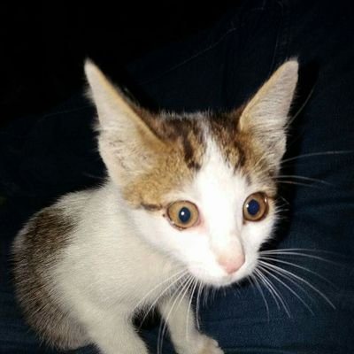 Crysty2615Ionut's profile picture. 