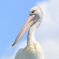 Chris Walker (@wildredlands) 's Twitter Profile Photo