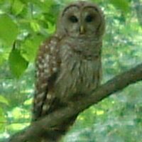 Suzanne Angle (@iteachhistory) 's Twitter Profile