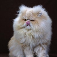 Burak (@cayirogluburak) 's Twitter Profile Photo