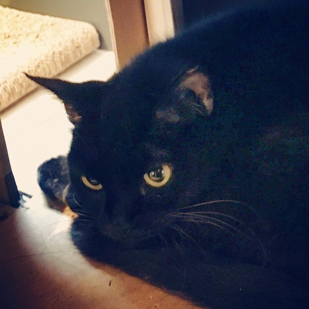 ねこ好き🐈‍⬛ 一緒に暮らしていた黒猫を看取りました🌈 今は猫カフェでモフ成分を摂取しています🐈アイコンは保護猫カフェで好きだった黒猫です🐈‍⬛