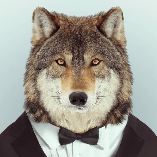 Aullando a la luna 🌕desde el amanecer de los tiempos. Un Lobo 🐺no pierde el sueño💤 por la opinión🗣️ de las ovejas 🐏🐏