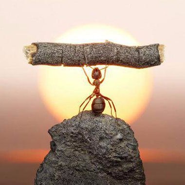 aghaye_hamsaye's profile picture. 