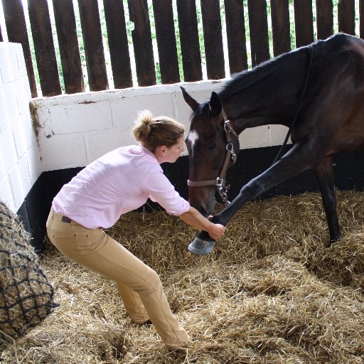 Veterinary Physiotherapy Service for animals covering Shropshire and surrounding areas-RAMP registered. Also a keen amateur event rider and dog lover!