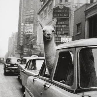 Passeriform's profile picture. Mostly a feminist liberal screaming leftie fangirl. No tolerance for fascism. She/her, cis, historically het. Probably older than you are. @passeriform.bsky.soc