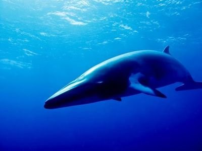 Jestem miłym wielorybem, mam kilkadziesiąt dzieci z in vitro, bo jestem bardzo męskim gejem