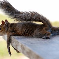 Quizzical vertebrate (@quizzicalavi) 's Twitter Profile