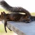 Quizzical vertebrate (@quizzicalavi) Twitter profile photo Quizzical vertebrate (@quizzicalavi) Twitter profile photo