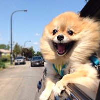 Truitt Bark Park (@truittbarkpark) 's Twitter Profile