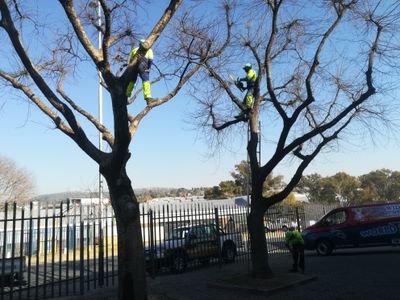 ProTreeFellers's profile picture. We are the professional tree fellers, https://t.co/P1QnUOoRRn, Cell: 082 733 4922, Tel: 011 056 4520