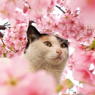 わてら関西人やさかい、「ねこさん」よう言いはりまっしゃろ。