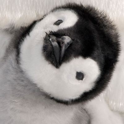 pinguino more like pinguisi