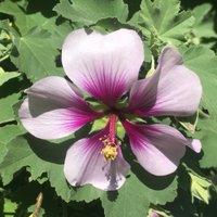 TRoBobby 🌊🌊🌊 (@happy2bliberal) 's Twitter Profile Photo