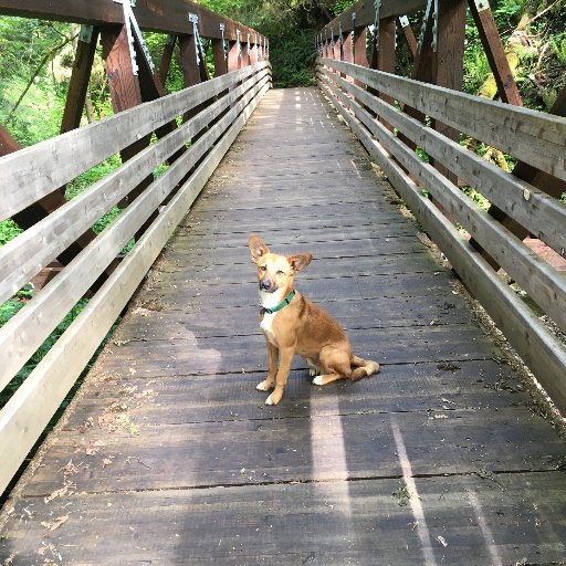 Accountant, mom to a great dog and a fabulous cat, and a happy college grad, living a good life in the beautiful Pacific Northwest.