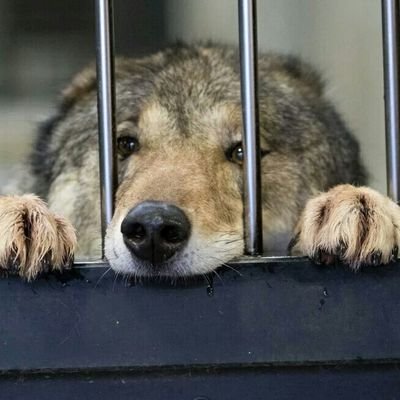 オオカミ中心に動物園めぐり。あなたも動物園に行ってみませんか？写真の個人使用は連絡でも下さい。商用報道利用不可。動画　https://t.co/MTixycY5KB…   グラエナ、ルガルガンが好き。政治ネタノーサンキュー　
ふぁぼ、RT専門の人もノーサンキュー