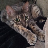 ItsADogGuideLife (@iadgl) 's Twitter Profile