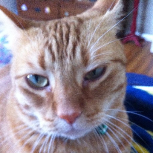 Sampson_The_Cat's profile picture. I was rescued by my wacky humans after my first owner died. Now I live a happy life with my cat buddy Cow. My adoption day: 1-23-15