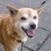 mihal (@mihal) Twitter profile photo mihal (@mihal) Twitter profile photo