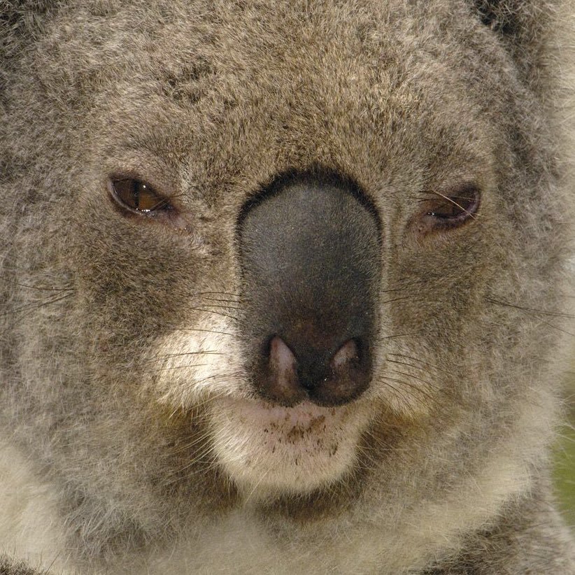 homosexualkoala Profile Picture