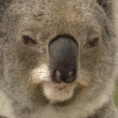 ホモセクシャルコアラ Homosexualkoala Twitter