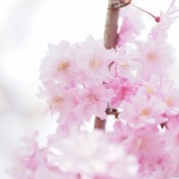 とり (@tri8pi) 's Twitter Profile