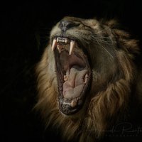 Roar Wildlife News(@RoarWN) 's Twitter Profile Photo