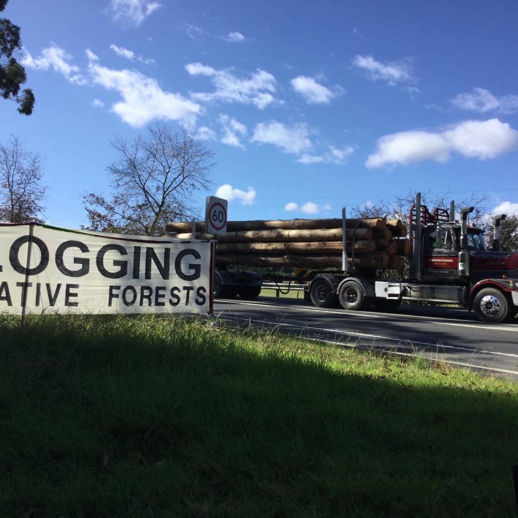 Protector of forest and fauna in Toolangi and the Central Highlands