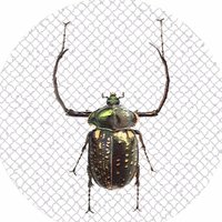 Coleoptera7777(@coleoptera7777) 's Twitter Profile Photo